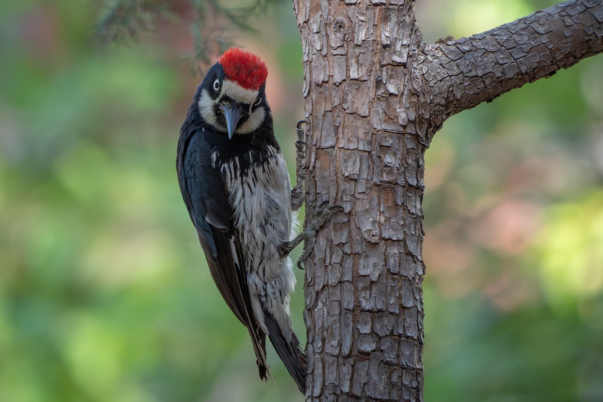 Acorn Woodpecker - ML619868995
