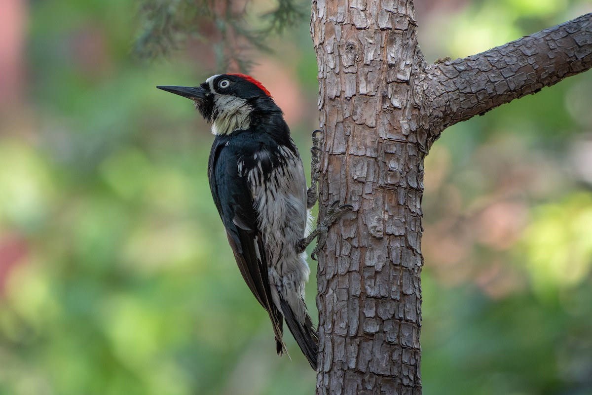 Acorn Woodpecker - ML619868997