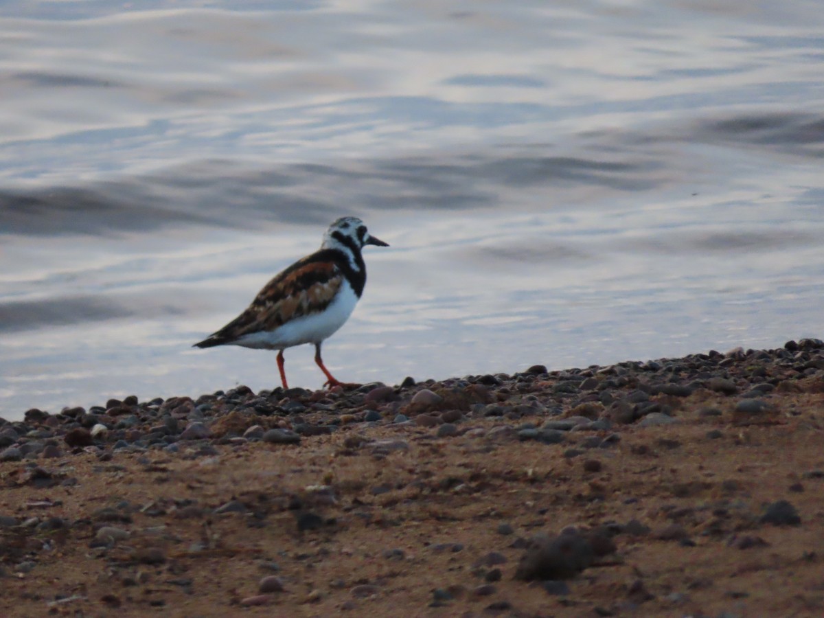 Ruddy Turnstone - ML619868999