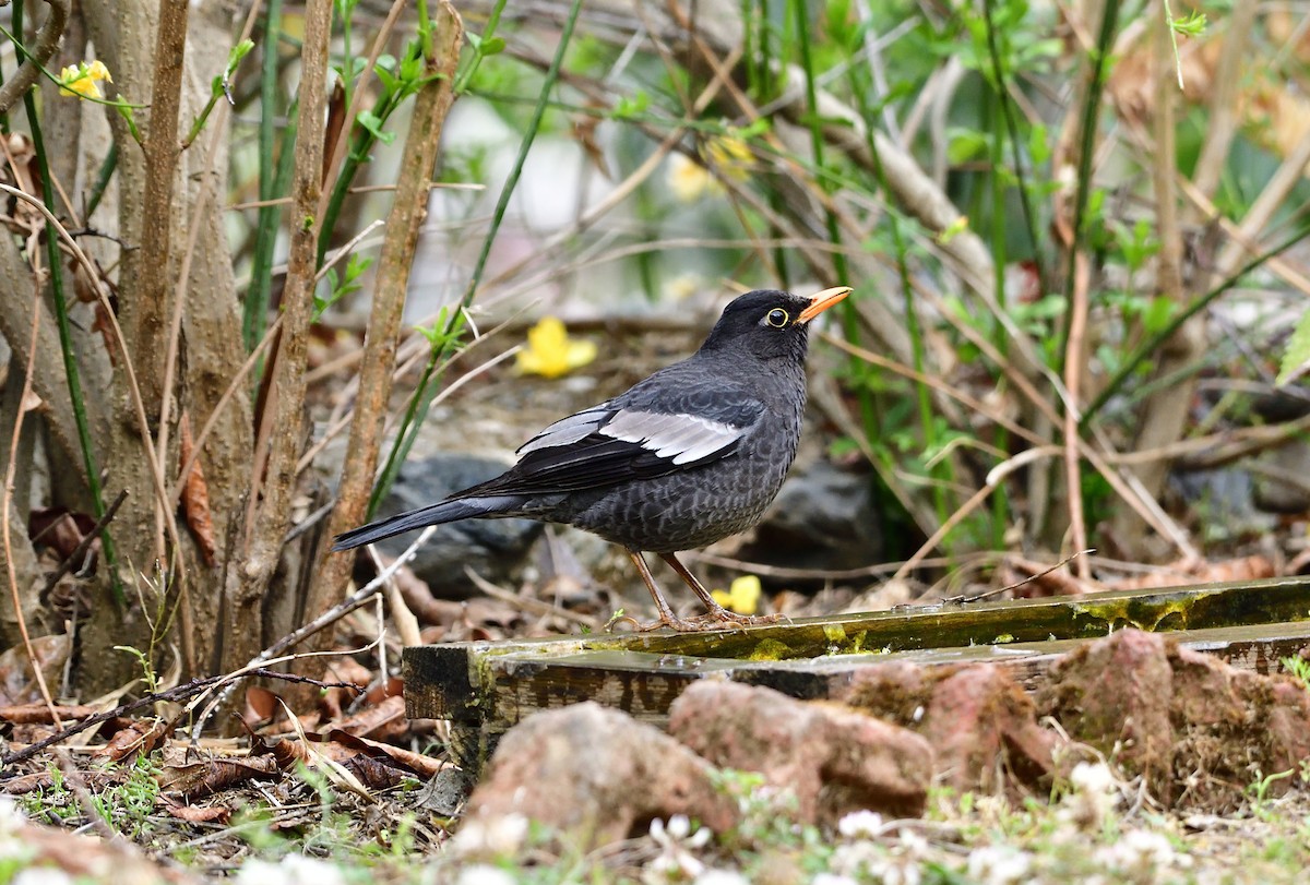 Gray-winged Blackbird - ML619869022