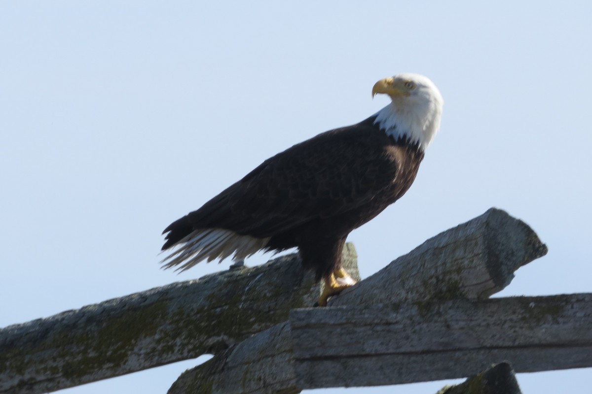 Bald Eagle - ML619869032