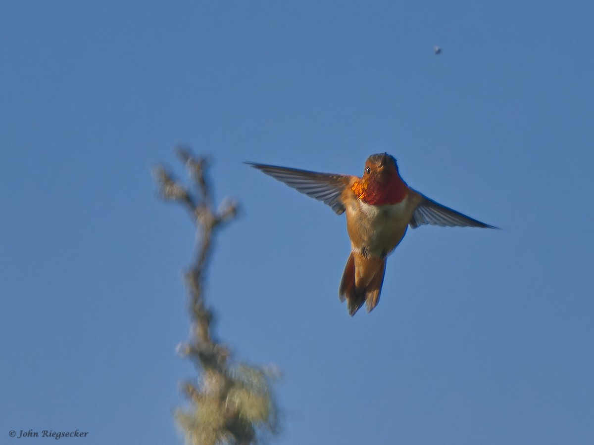 Rufous Hummingbird - ML619869037