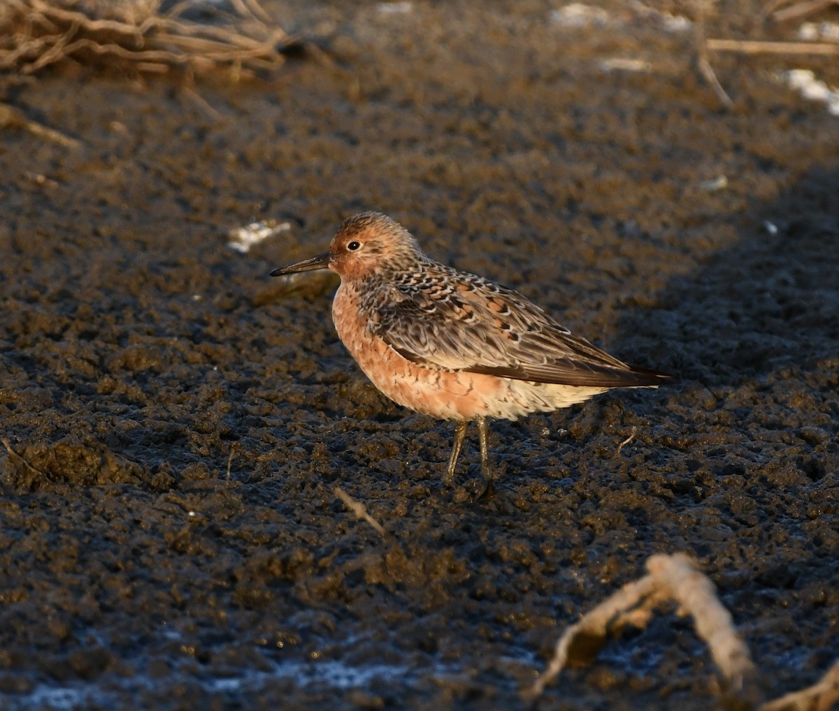 Red Knot - ML619869043