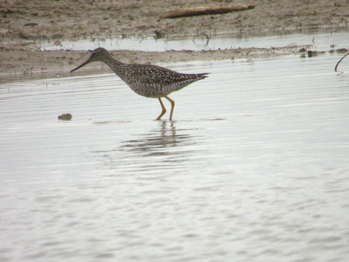 Greater Yellowlegs - ML619869048