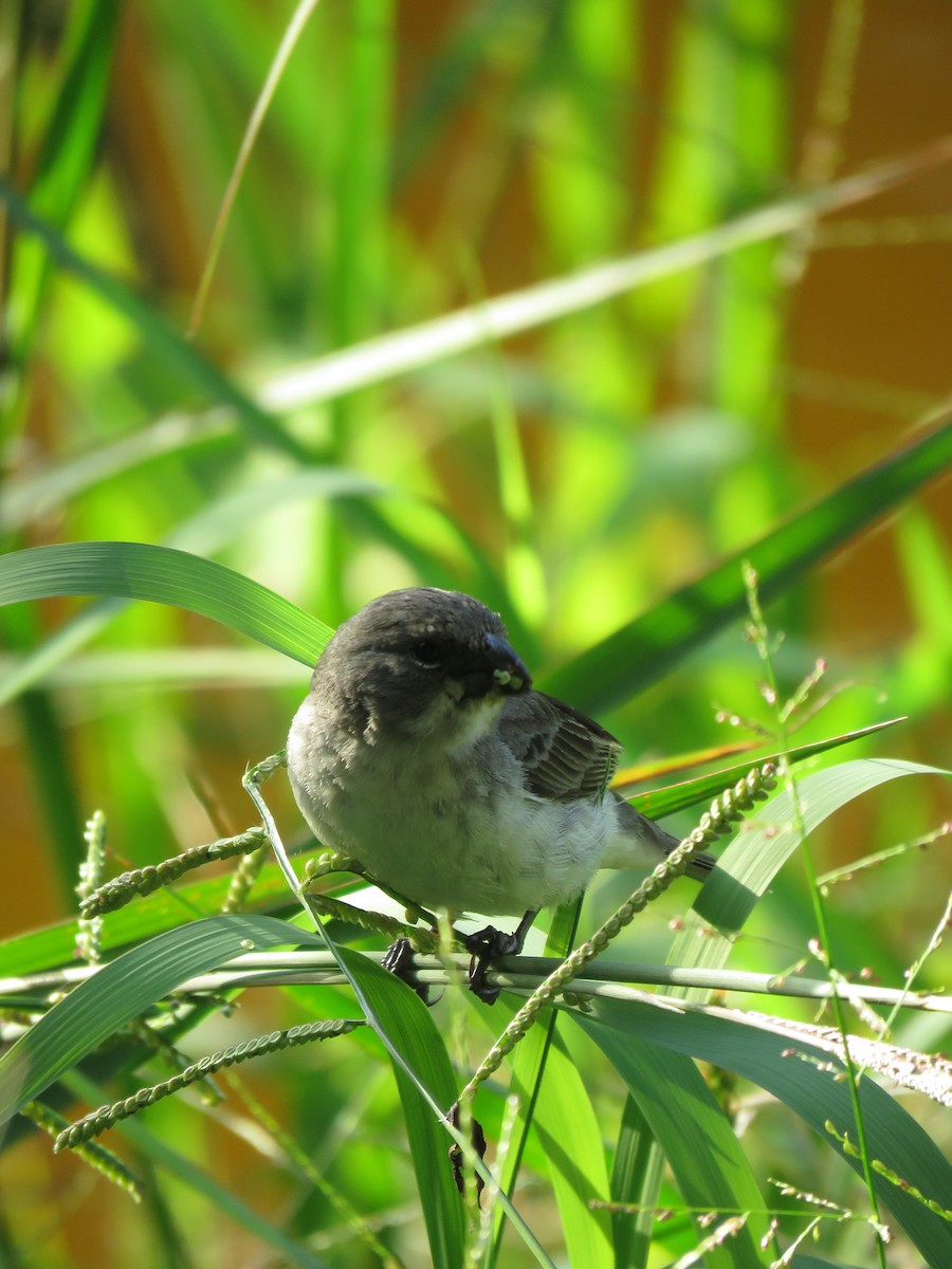 Plumbeous Seedeater - ML619869054