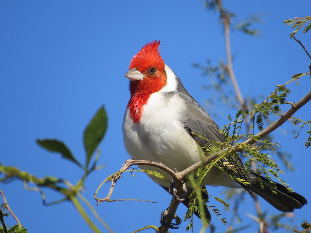 Red-crested Cardinal - ML619869066
