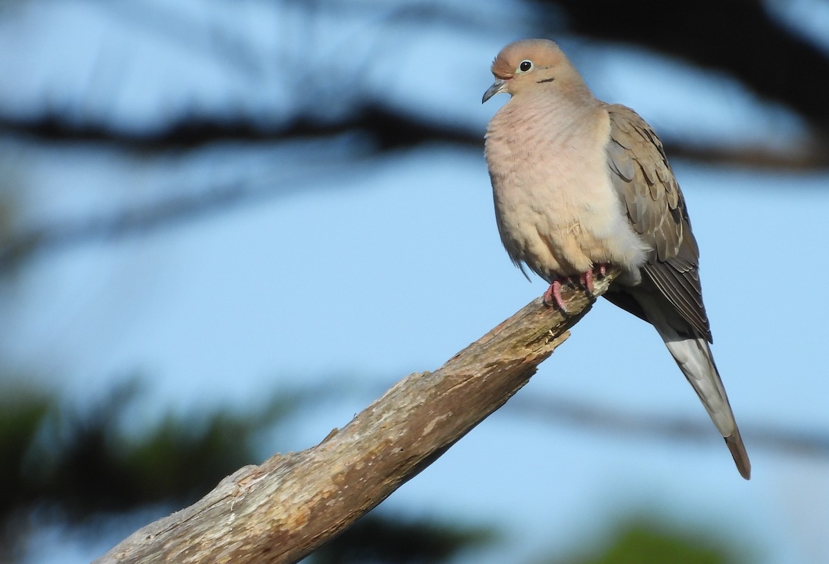 Mourning Dove - ML619869069