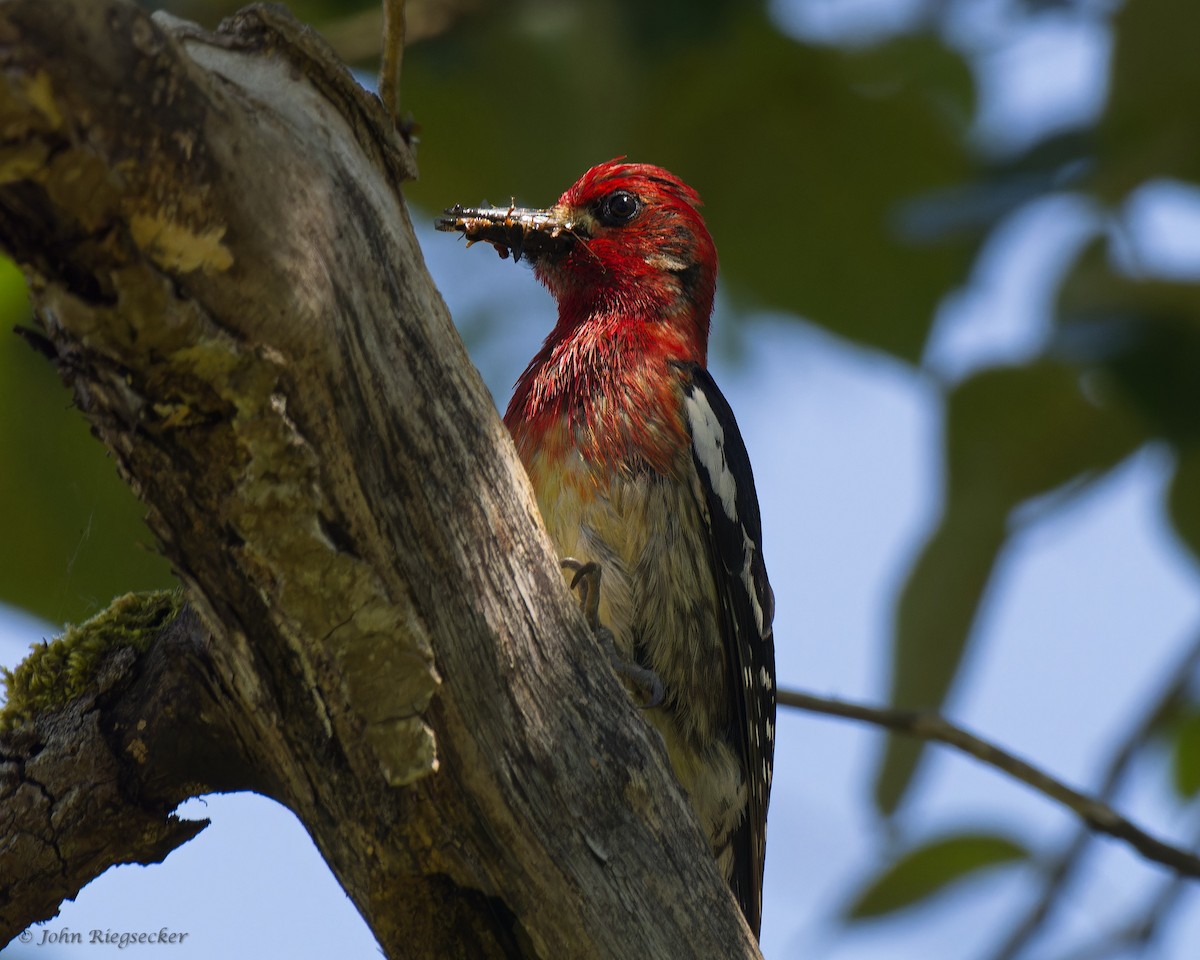 Red-breasted Sapsucker - ML619869073
