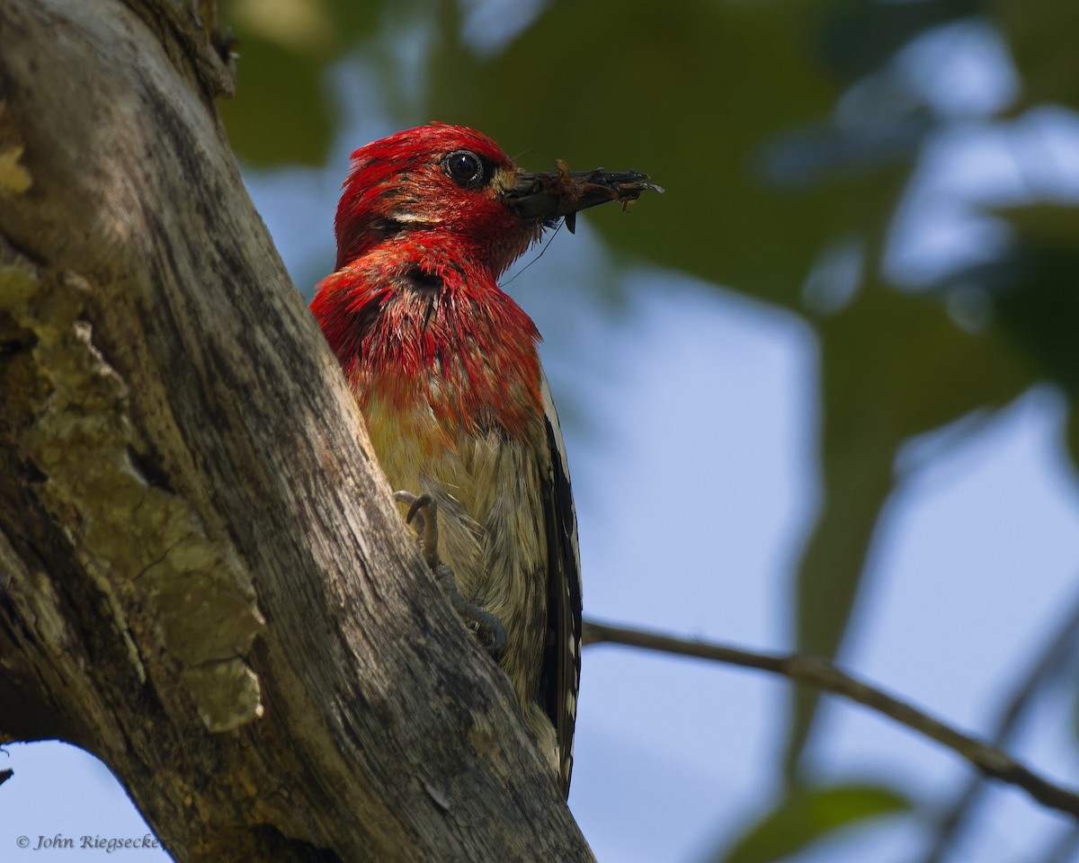 Red-breasted Sapsucker - ML619869074