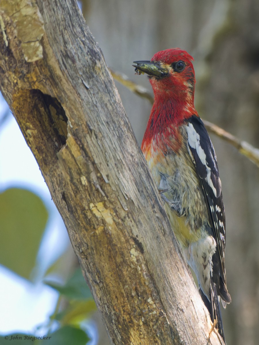 Red-breasted Sapsucker - ML619869077