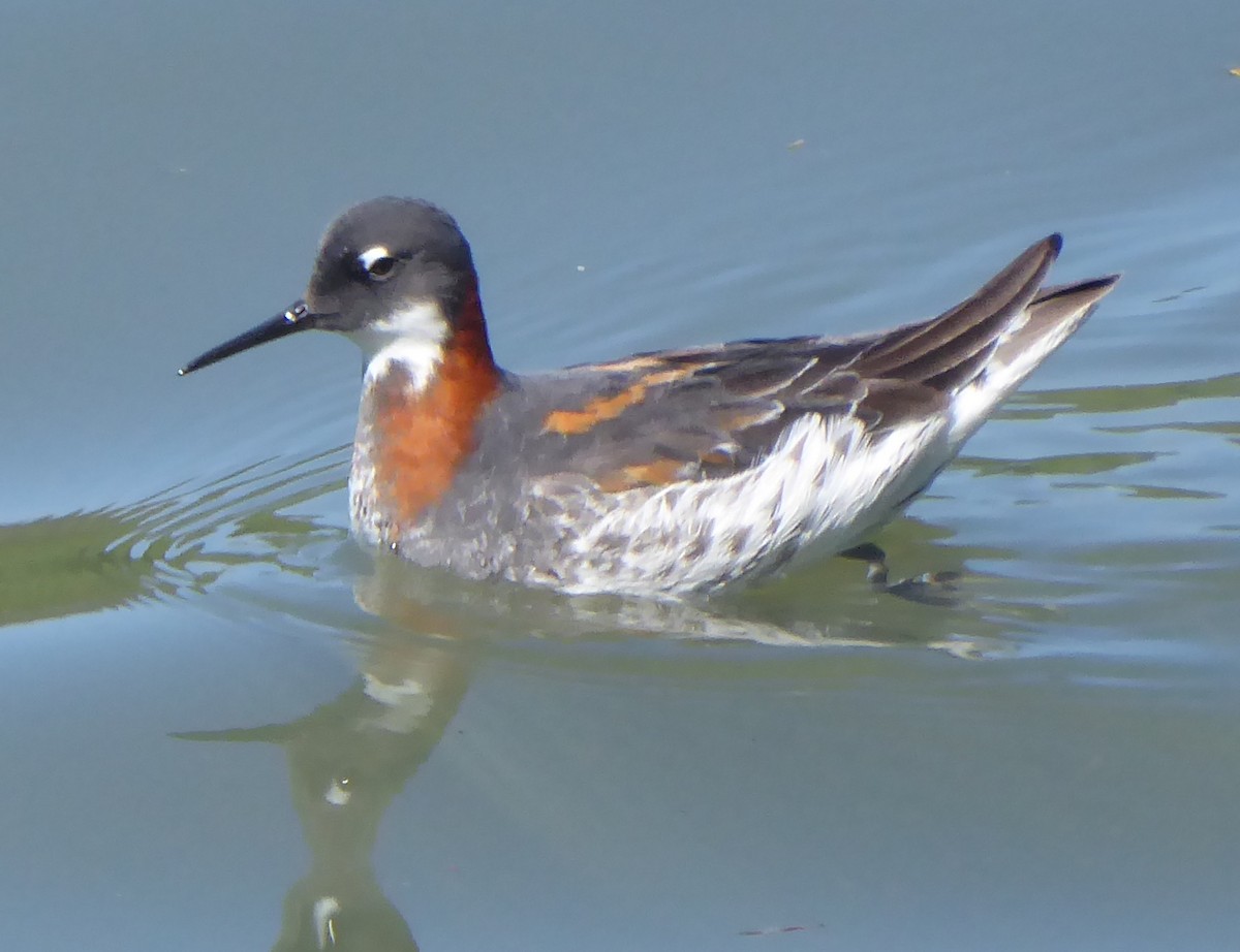 Red-necked Phalarope - ML619869118