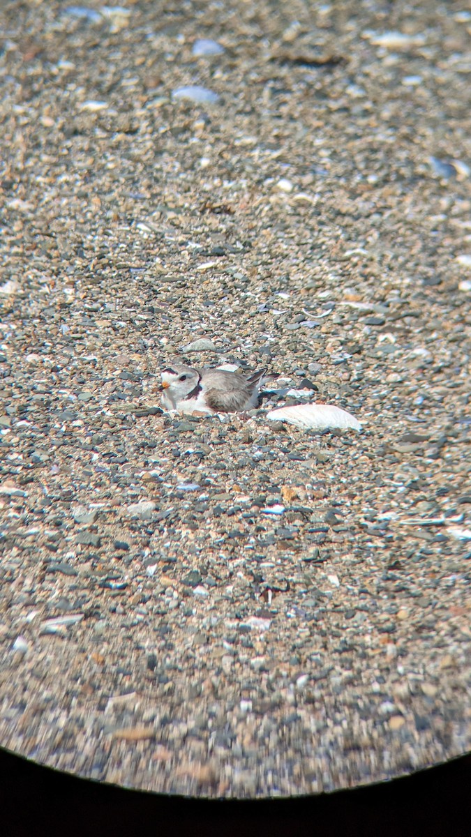 Piping Plover - ML619869131