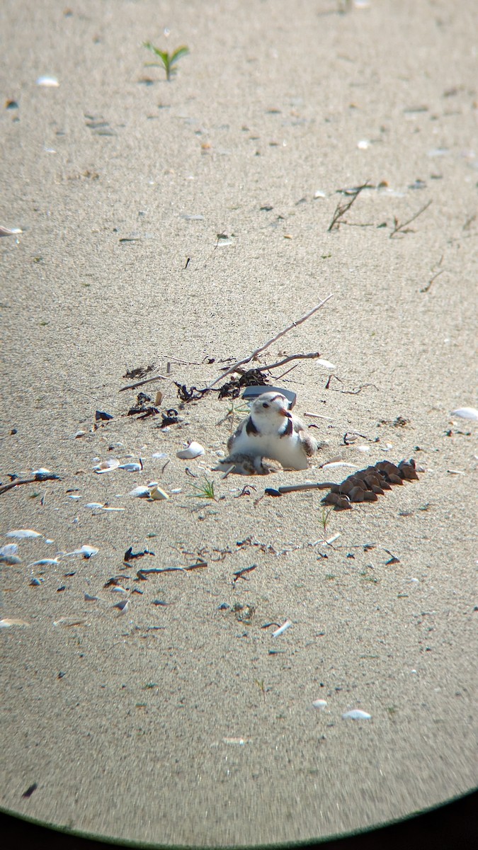 Piping Plover - ML619869132