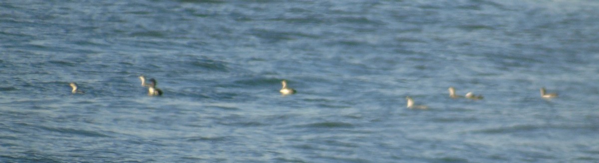 Red-throated Loon - ML619869143