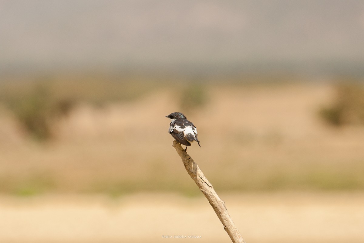 White-winged Swallow - ML619869145