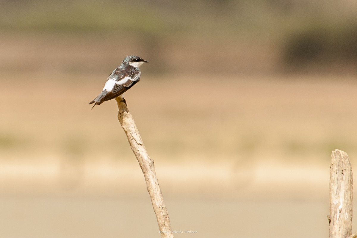 White-winged Swallow - ML619869146
