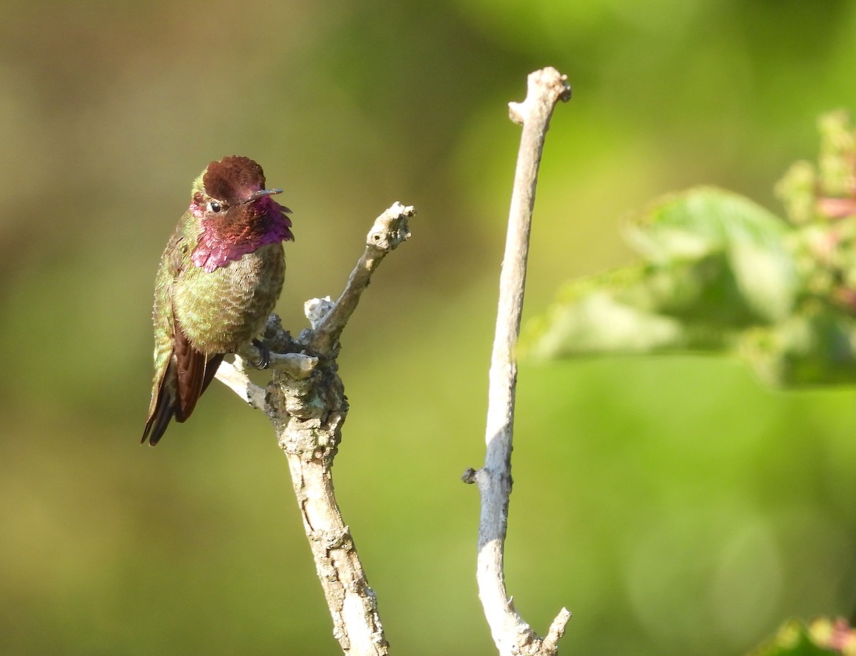 Anna's Hummingbird - ML619869153