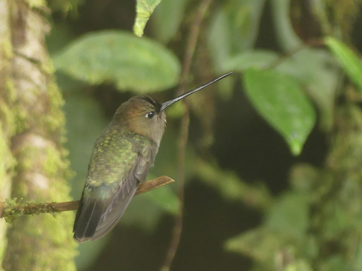 kolibřík zelenočelý - ML619869156