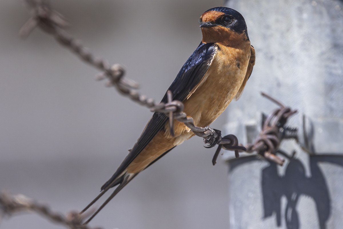 Barn Swallow - ML619869161