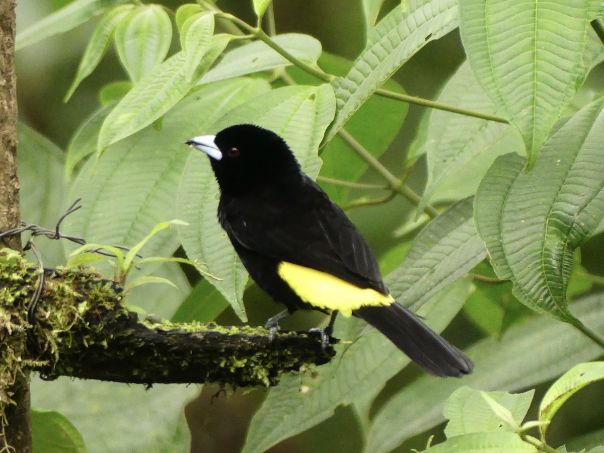 Flame-rumped Tanager (Lemon-rumped) - ML619869163