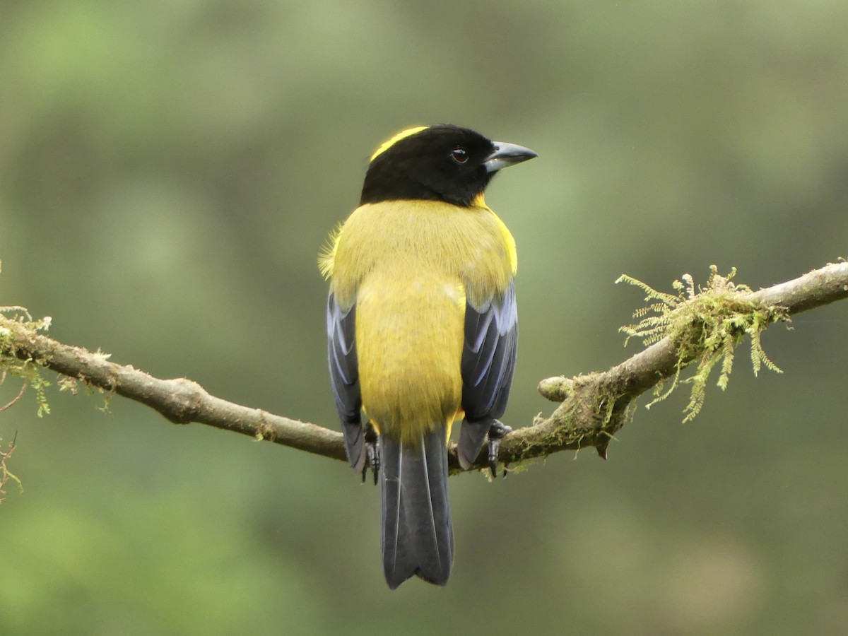 Black-chinned Mountain Tanager - ML619869171