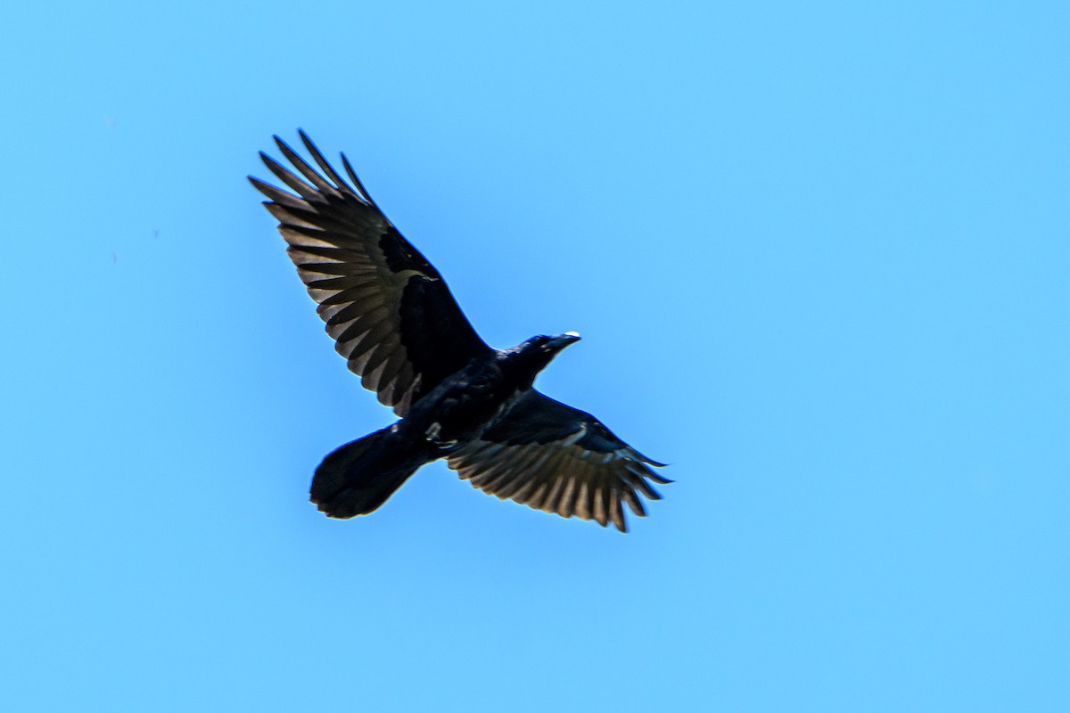 Common Raven - ML619869173