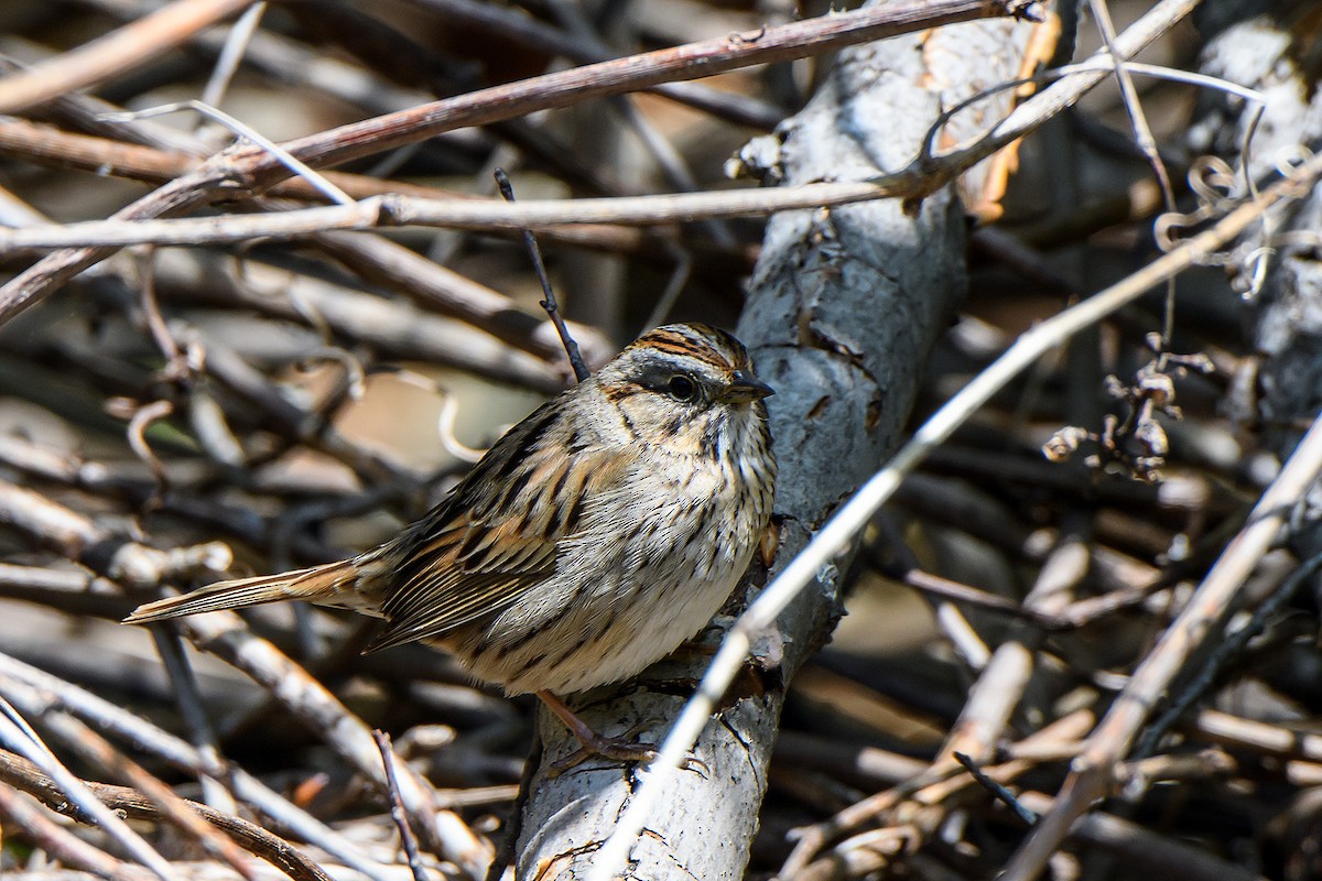 Lincoln's Sparrow - ML619869184