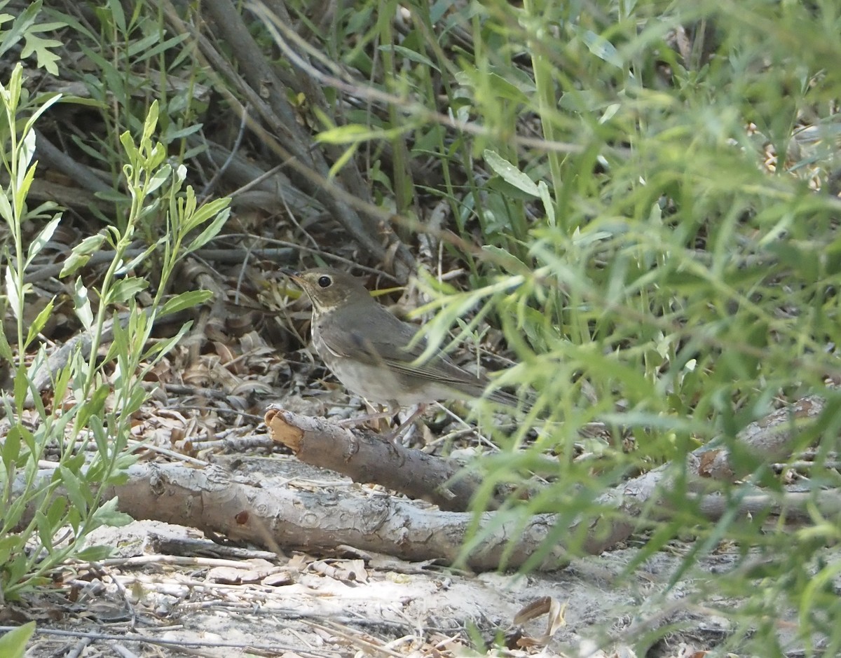 Swainson's Thrush - ML619869192