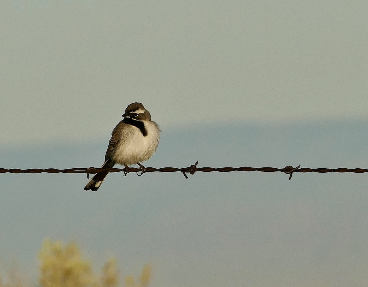Black-throated Sparrow - ML619869199