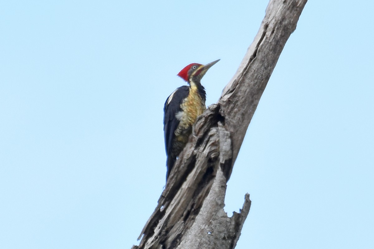 Lineated Woodpecker - ML619869203