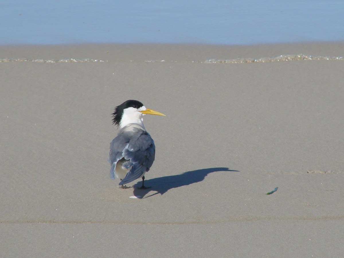 Great Crested Tern - ML619869205