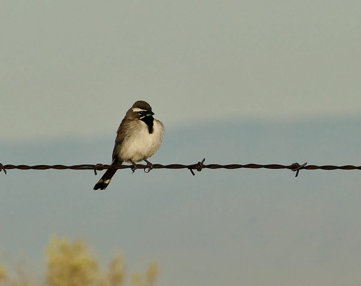 Black-throated Sparrow - ML619869206