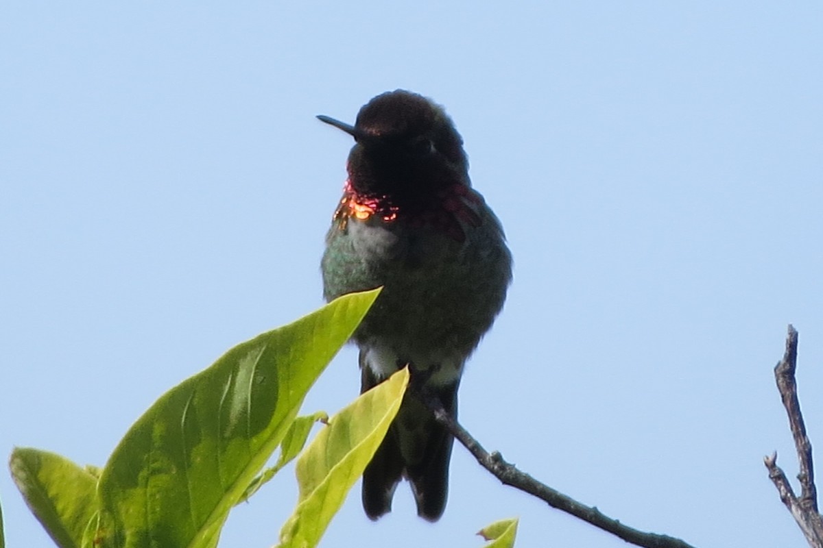 Anna's Hummingbird - ML619869212