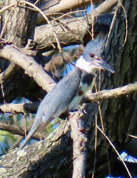 Belted Kingfisher - ML619869226
