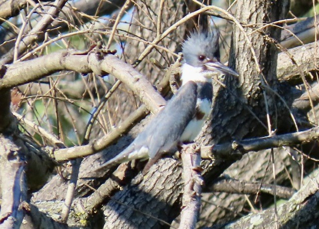 Belted Kingfisher - ML619869227