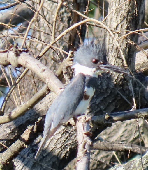 Belted Kingfisher - ML619869228