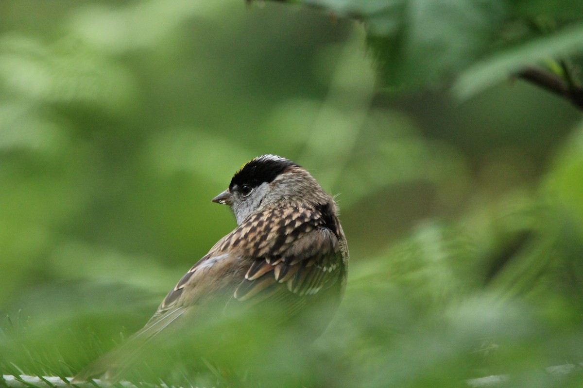 Golden-crowned Sparrow - ML619869242
