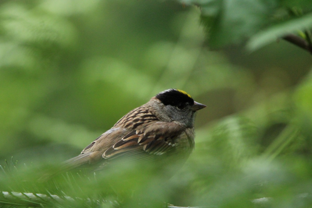 Golden-crowned Sparrow - ML619869243