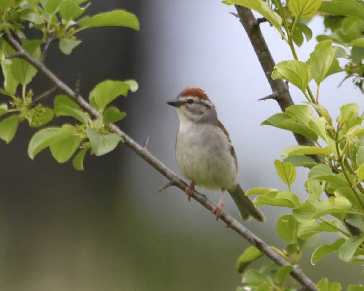 Chipping Sparrow - ML619869246