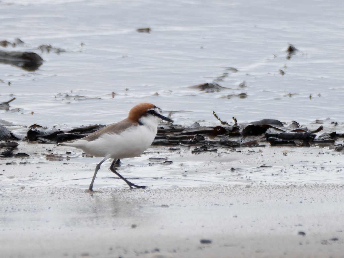 Red-capped Plover - ML619869263