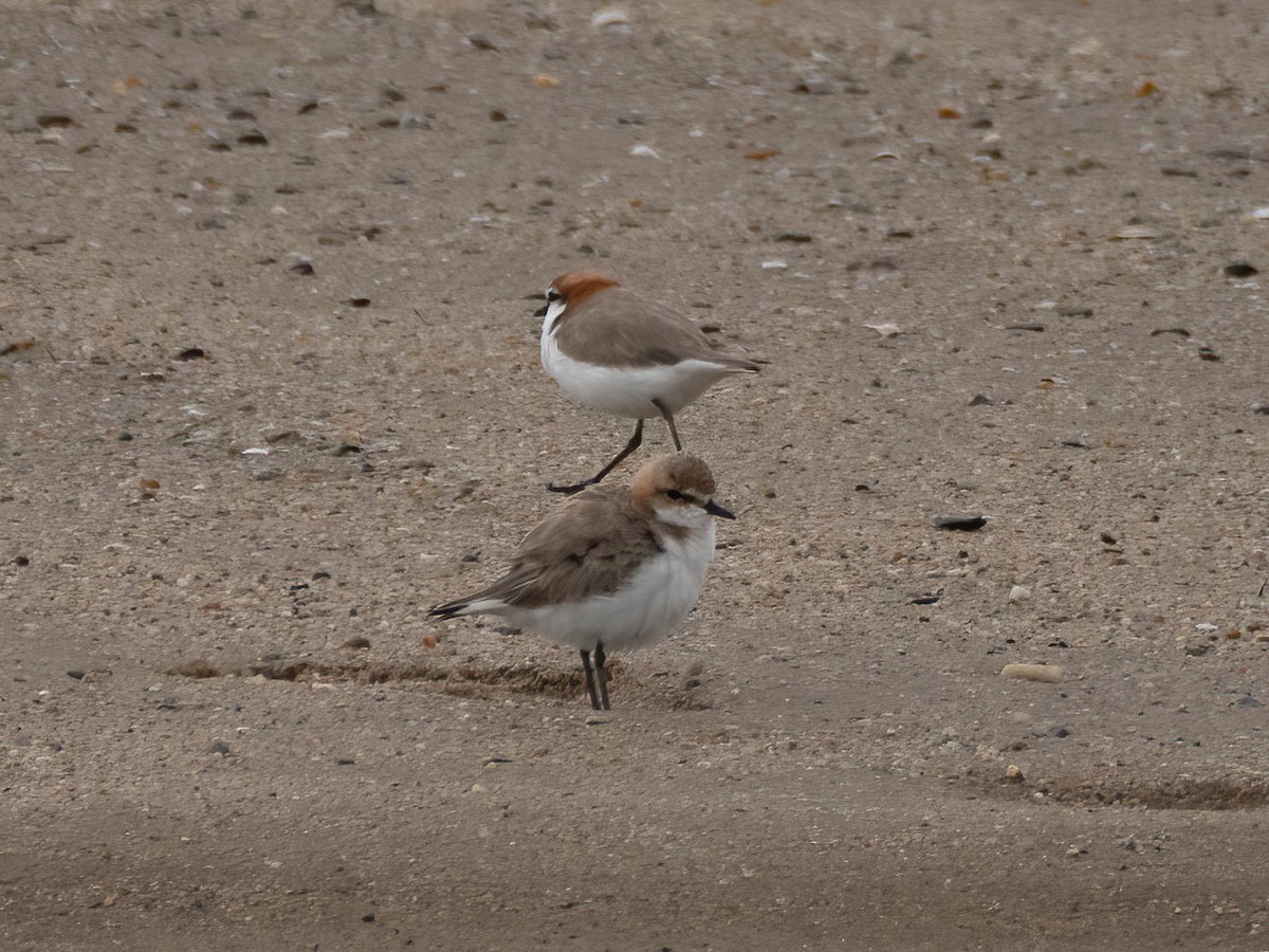 Red-capped Plover - ML619869264