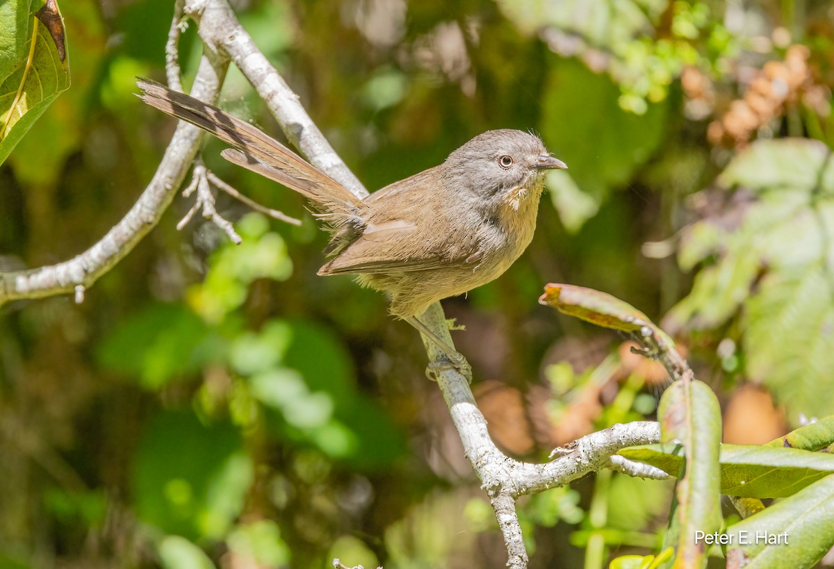 Wrentit - ML619869279