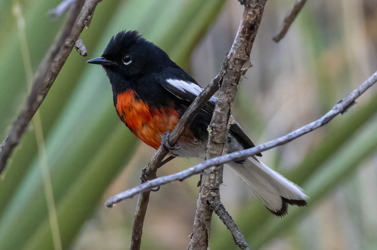 Painted Redstart - ML619869282