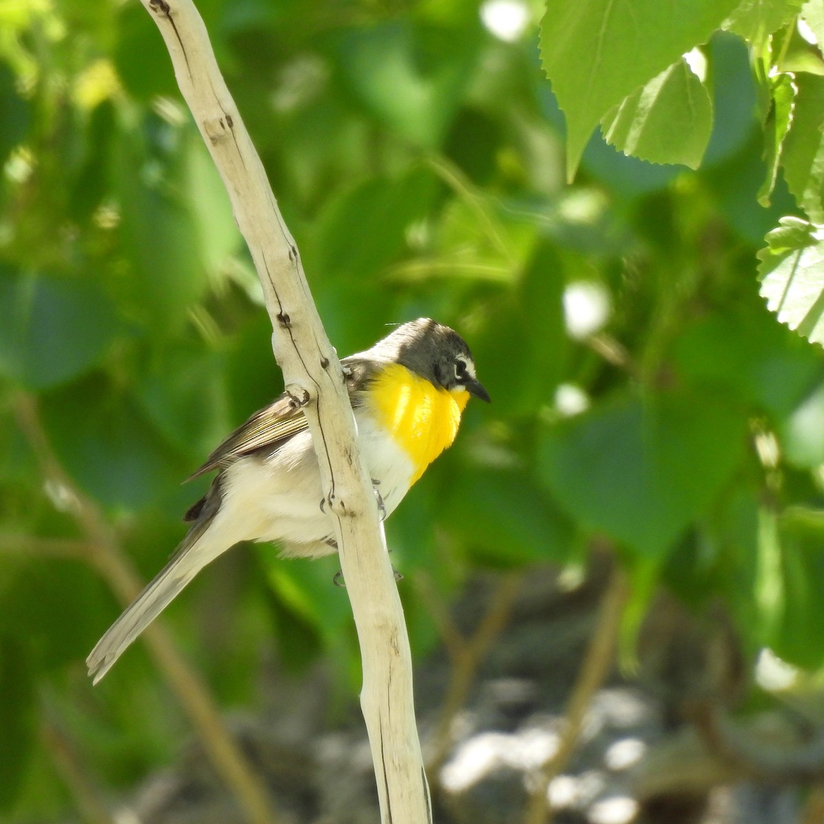 Yellow-breasted Chat - ML619869313