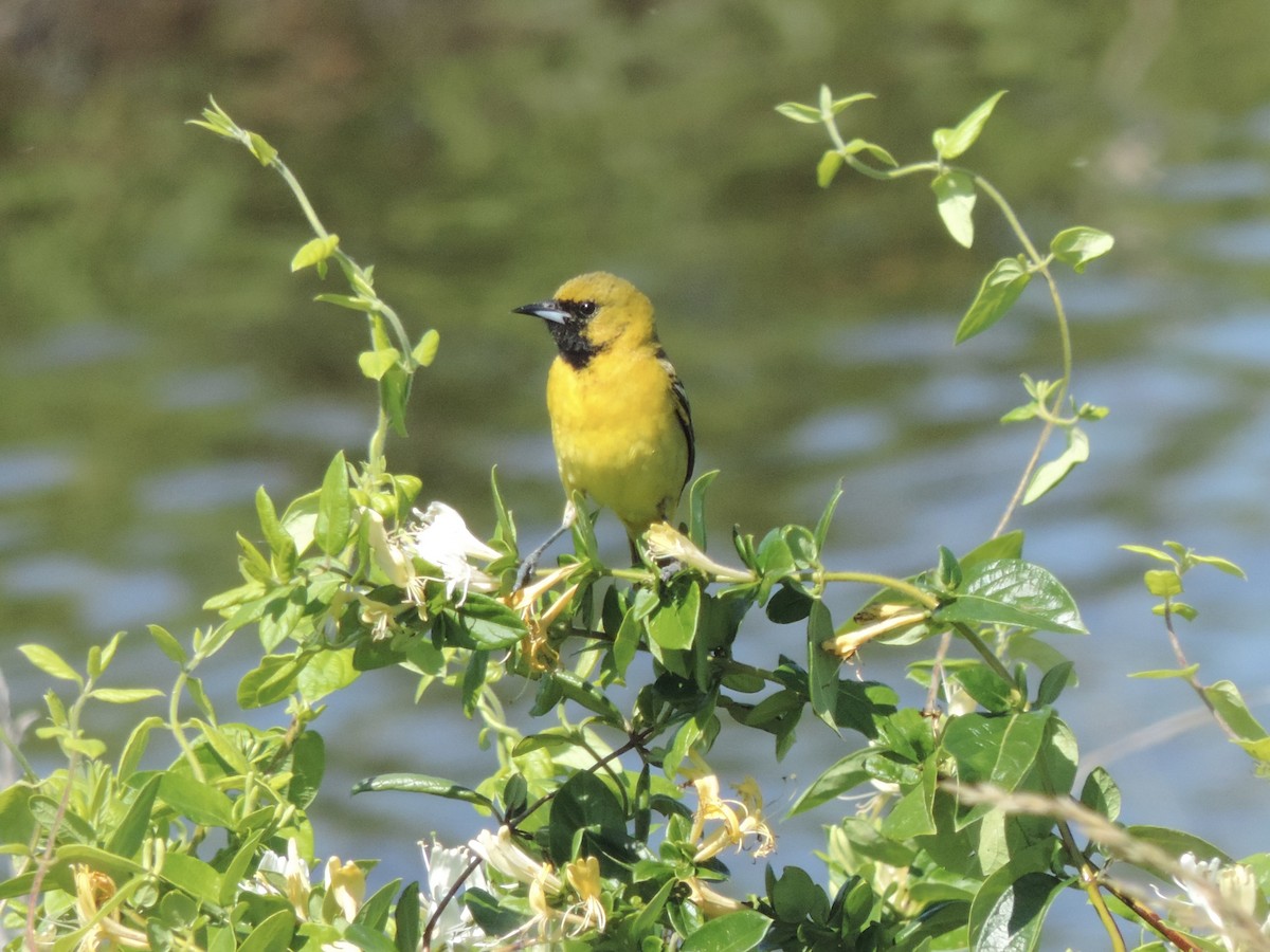 Orchard Oriole - ML619869318