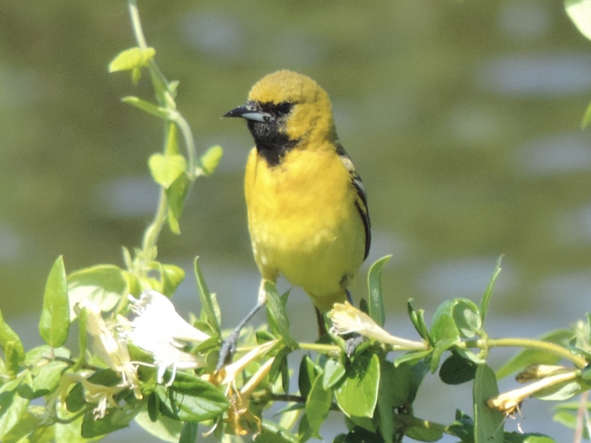 Orchard Oriole - ML619869319