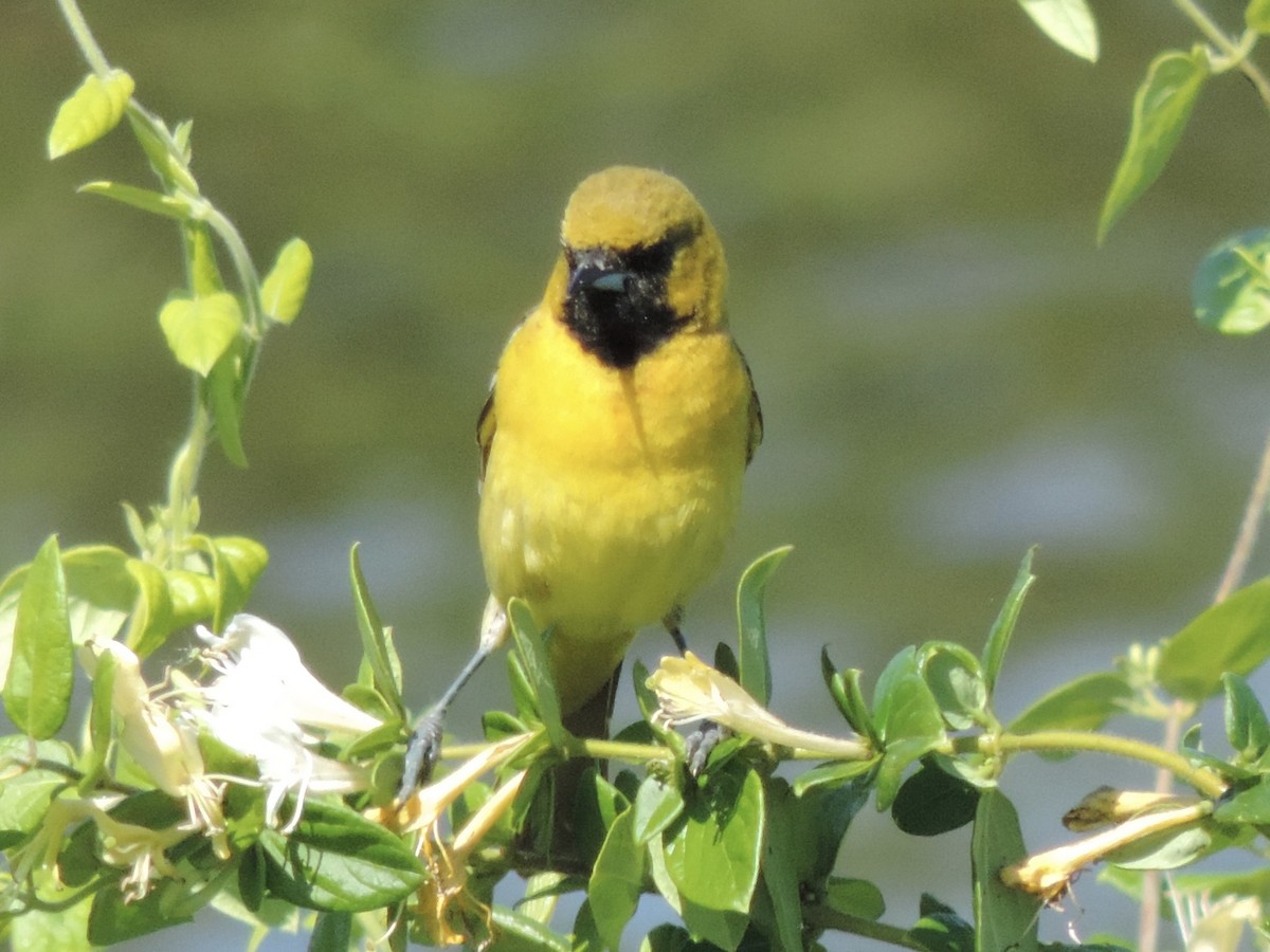 Orchard Oriole - ML619869321