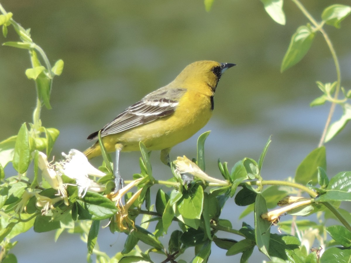 Orchard Oriole - ML619869323