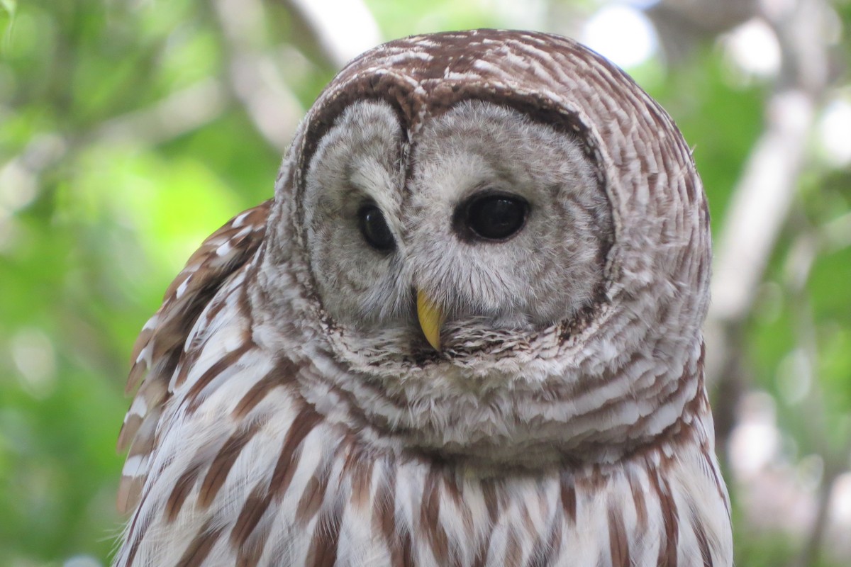 Barred Owl - ML619869333