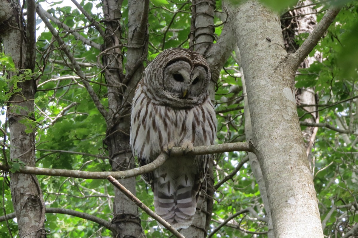Barred Owl - ML619869334